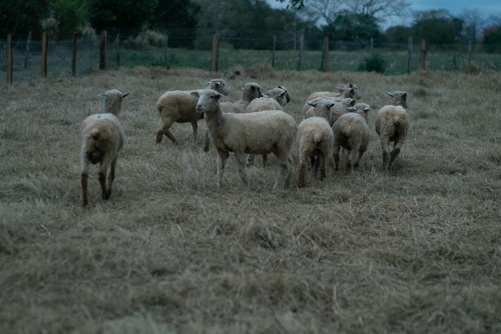 La Granja - Foto 2